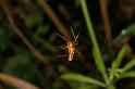 Tetragnatha_montana_D4866_Z_88_Les Gris_Frankrijk